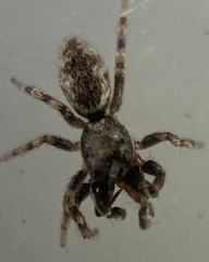 Salticus zebraneus