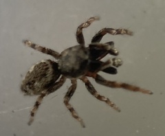 Salticus zebraneus
