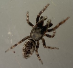 Salticus zebraneus