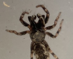 Salticus zebraneus