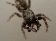Salticus zebraneus