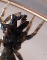 Salticus zebraneus