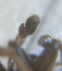 Salticus zebraneus