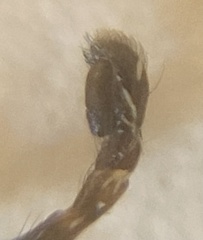 Salticus zebraneus