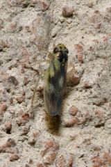 Macrosteles variatus