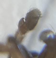 Salticus zebraneus