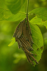 Rhinobombyx cuneata