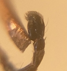 Salticus zebraneus
