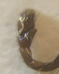 Salticus zebraneus