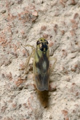 Macrosteles variatus