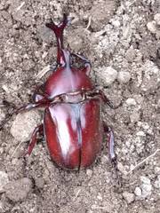 Trypoxylus dichotomus tsunobosonis