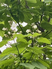 Catalpa speciosa