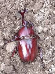 Trypoxylus dichotomus tsunobosonis