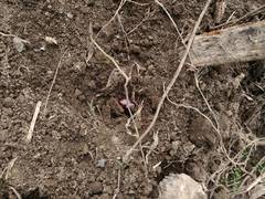 Trypoxylus dichotomus tsunobosonis