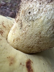 Butyriboletus primiregius