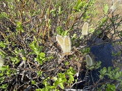 Salix pulchra