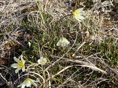 Gagea serotina