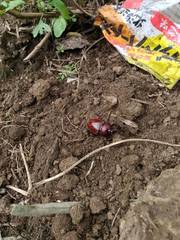 Trypoxylus dichotomus tsunobosonis