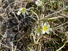 Gagea serotina