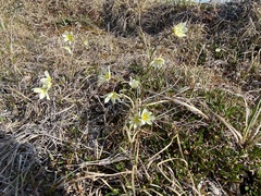 Gagea serotina