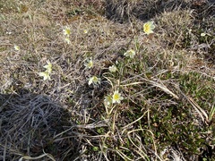 Gagea serotina