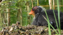 Fulica atra