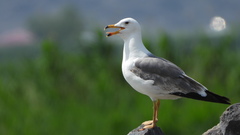 Larus armenicus
