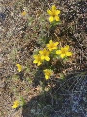 Geum glaciale