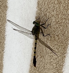 Arigomphus