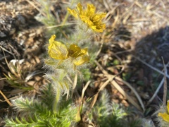 Geum glaciale