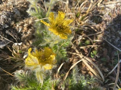 Geum glaciale