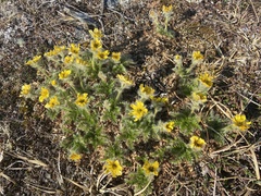 Geum glaciale