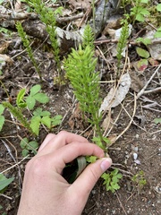 Equisetum arvense image
