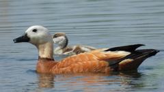 Tadorna ferruginea
