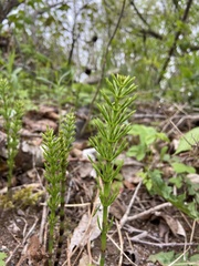 Equisetum arvense image