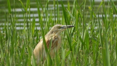 Ardeola ralloides