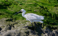 Platalea leucorodia