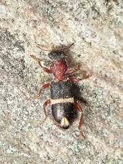 Lemidia accincta