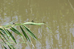 Calopteryx splendens
