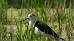 Himantopus himantopus
