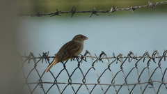 Passer domesticus