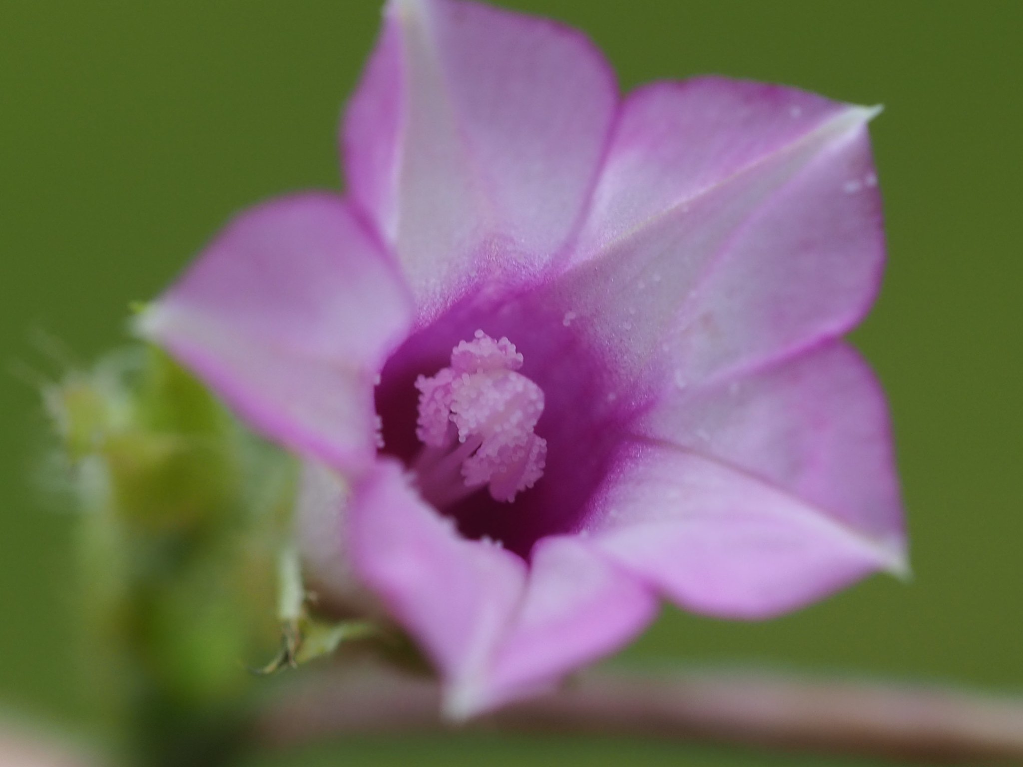 Ipomoea triloba