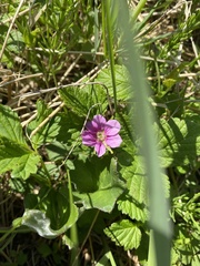 Rubus arcticus