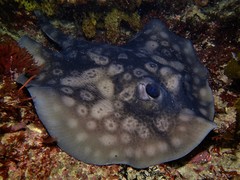 Urolophus circularis