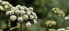 Angelica scabrida