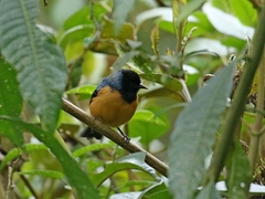 Conirostrum sitticolor