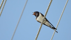Hirundo rustica