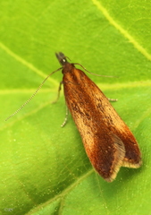 Dichomeris ustalella