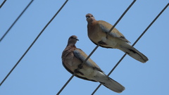 Streptopelia senegalensis