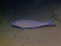 Sillago vittata